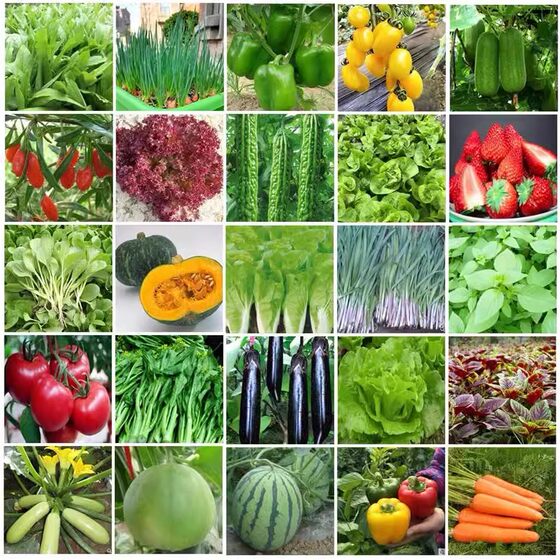Vegetable seeds, large-leaf coriander, four-season chives, sowing potted peppers, tomatoes, autumn seeds, planting on the balcony