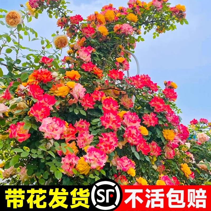 藤彩虹藤本月季花苗盆栽爬藤植物四季开花卉庭院玫瑰蔷薇爬墙绿植 - 图0