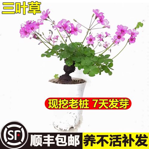 三叶草老桩小盆景炸酢浆草掌上微型盆造型幸运草种球四季花疙瘩桩 - 图1