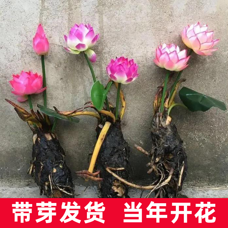 睡莲水培植物四季带花苞莲花大根茎块花卉池塘水养碗莲花盆栽带芽 - 图1