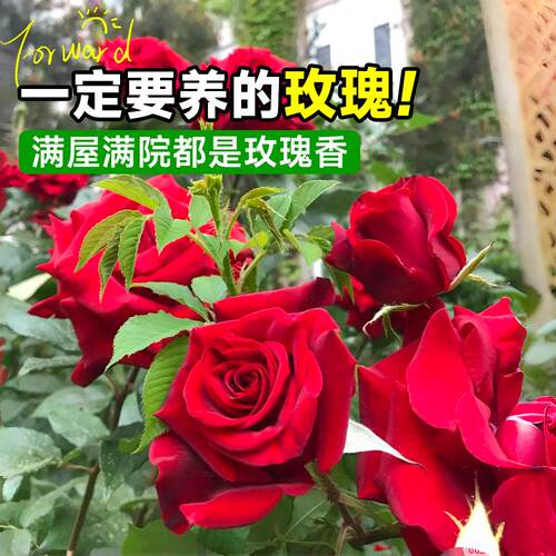 卡罗拉月季玫瑰花苗四季浓香型花卉耐寒耐热好养活阳台盆栽植物 - 图1