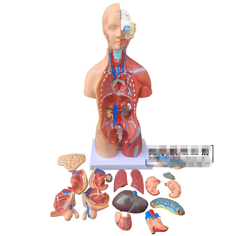 初中生物心脏模型人体解剖模型儿童玩具人体器官模型结构躯干构造-图3