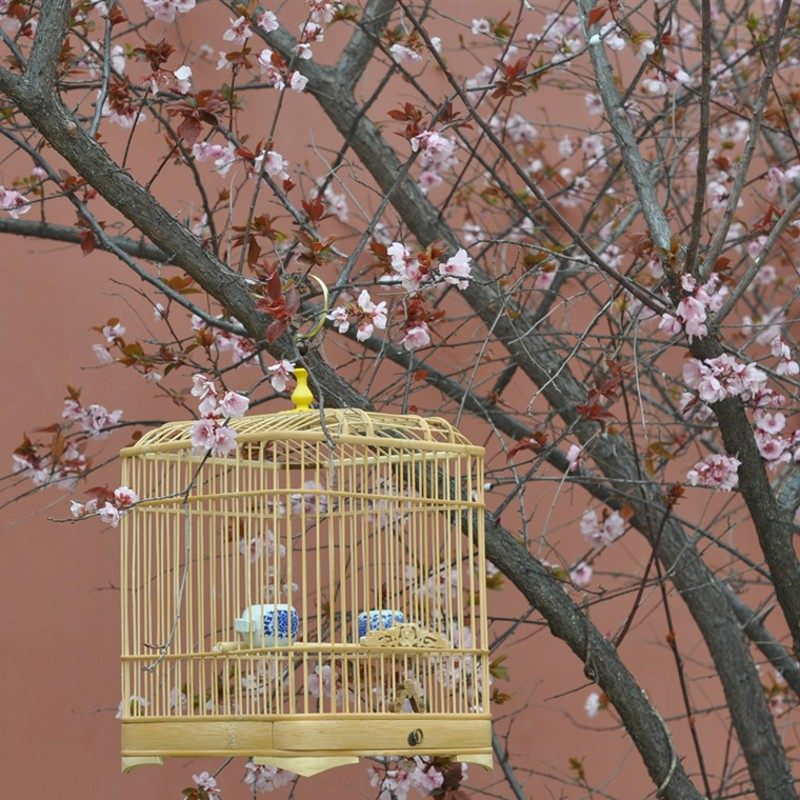 极速包邮!小号蜡嘴鸟笼竹制圆角方笼绣眼M贝子文鸟珍珠玉鸟等小型,淘宝优惠券,粉丝福利购,淘宝优惠卷
