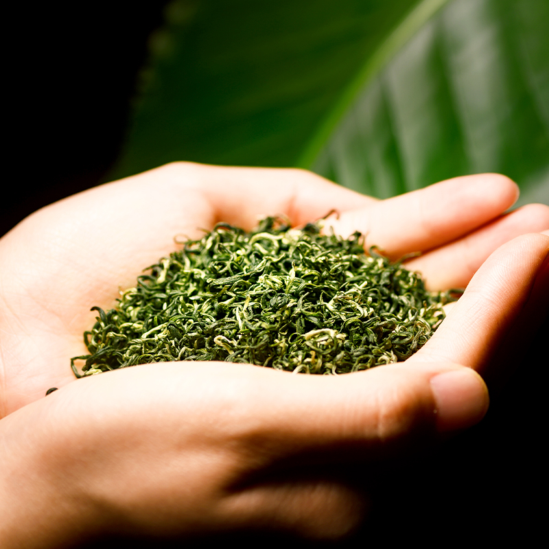 2023新茶葉 峨眉高山綠茶栗香云霧明前春茶葉自己喝500克罐裝送禮_盛霧巖旗艦店_茶