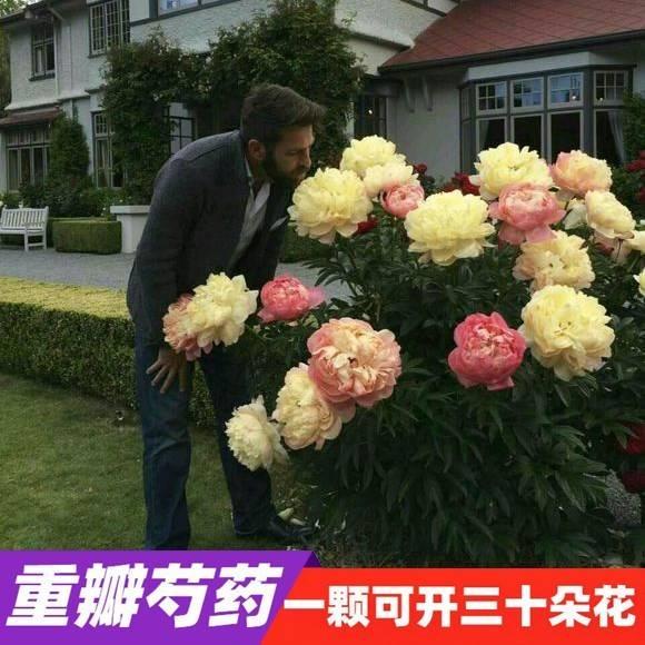 重瓣芍药花苗带芽根块四季花卉多年生阳台庭院浓香花植物盆栽耐寒-图3