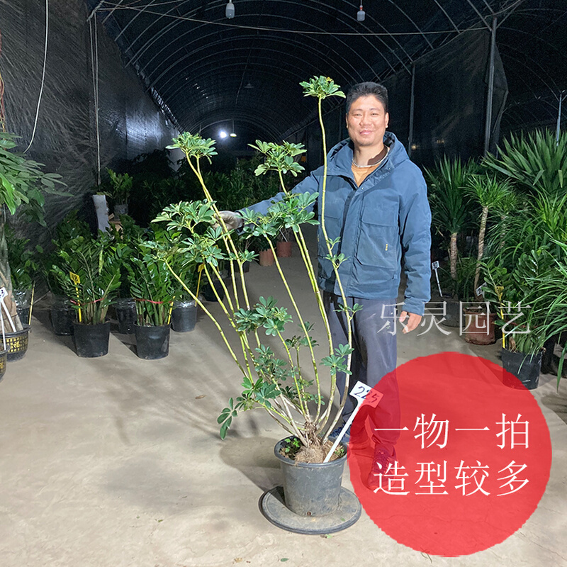 老桩鸭脚木鸭掌盆栽大型绿植物造型盆景八方来财招财树客厅斜飘枝 - 图2