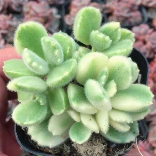 多肉植室内盆栽物熊童子群生多头熊掌老桩办公萌肉肉新手组合绿植 - 图1