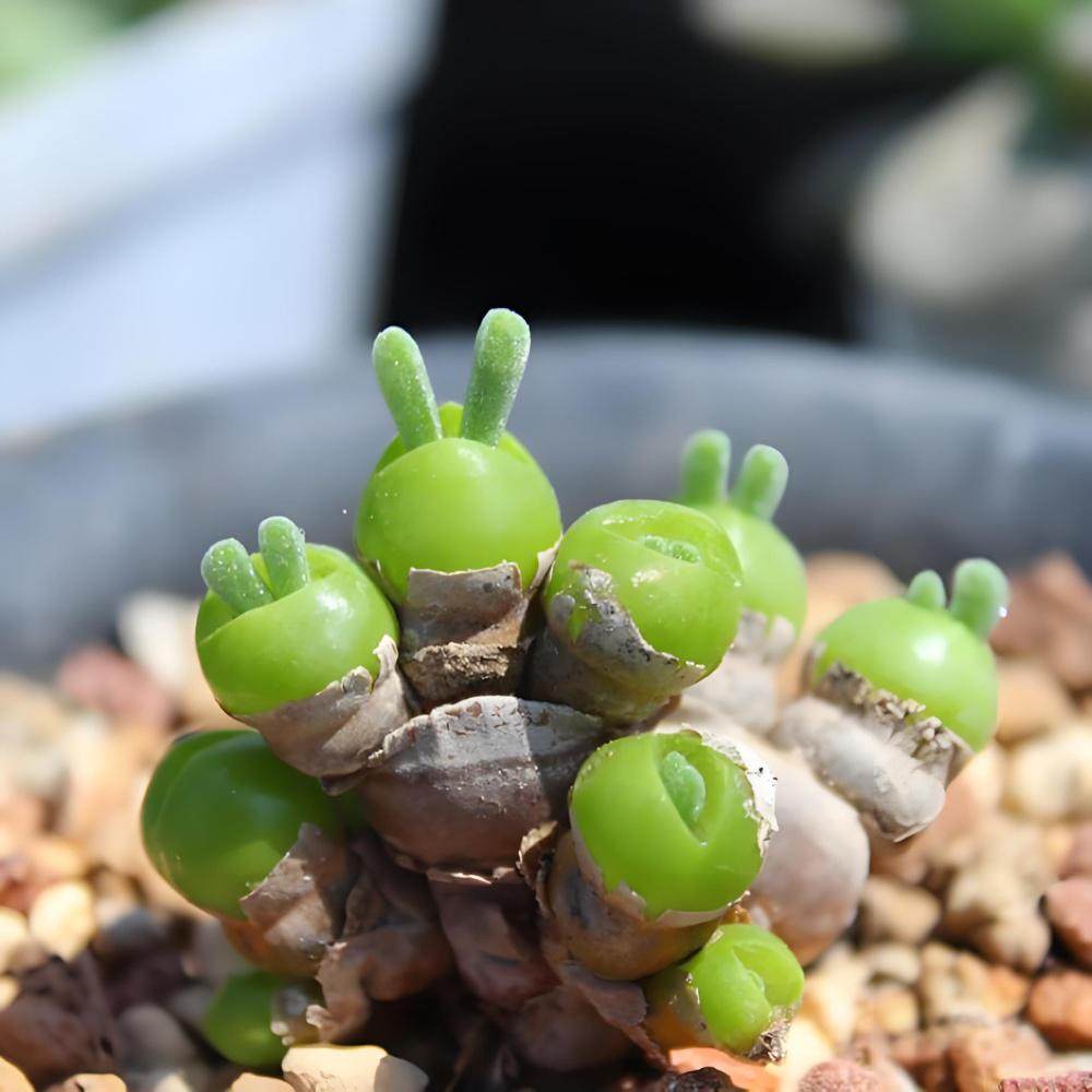 碧光环兔耳朵多肉番杏科小兔子小型绿植适合阳台家庭盆栽小萌肉,淘宝优惠券,粉丝福利购,淘宝优惠卷