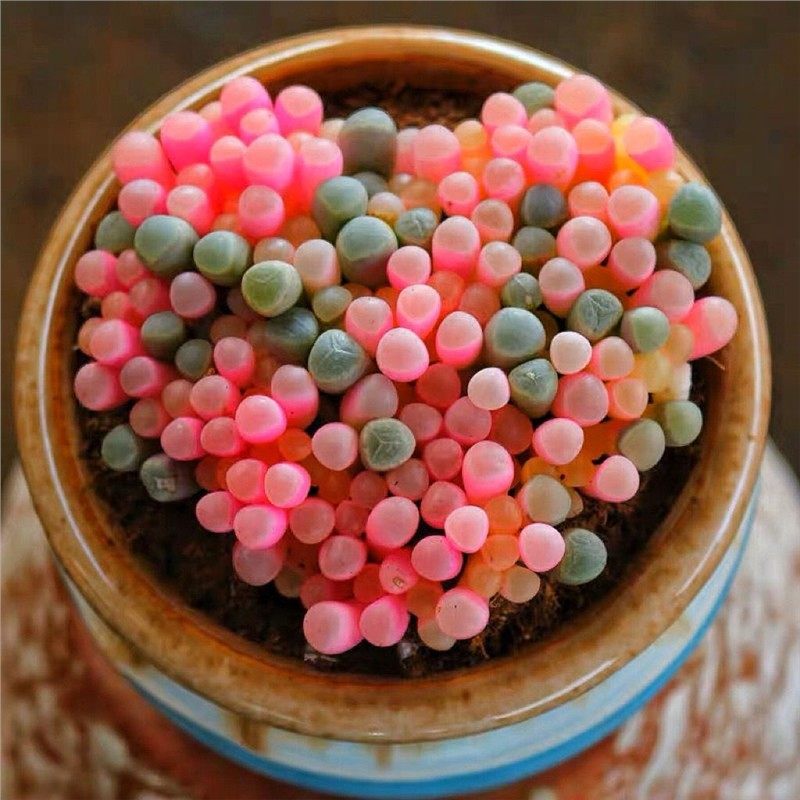 彩色粉五十铃玉锦多肉植物稀有品种精品贵货办公桌美观盆栽,淘宝优惠券,粉丝福利购,淘宝优惠卷