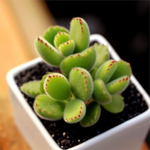 多肉植室内盆栽物熊童子群生多头熊掌老桩办公萌肉肉新手组合绿植 - 图2
