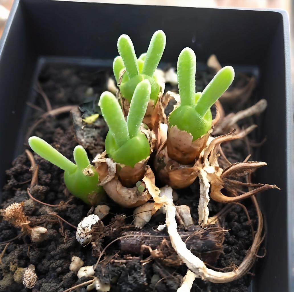 碧光环兔耳朵多肉番杏科小兔子小型绿植适合阳台家庭盆栽小萌肉,淘宝优惠券,粉丝福利购,淘宝优惠卷