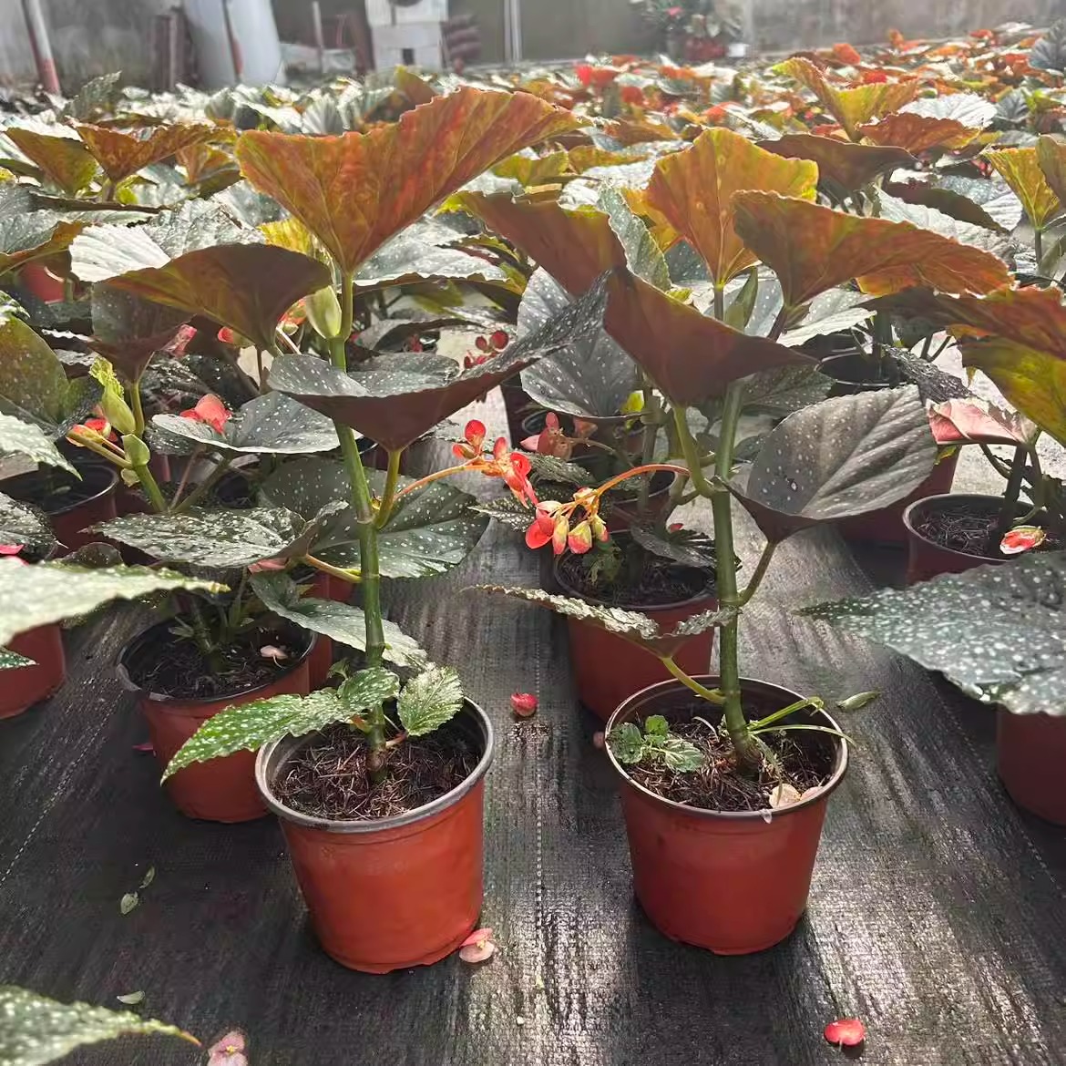 竹节海棠花卉盆栽大叶斑点四季阳台观叶红花秋海棠木本绿植物好养 - 图2