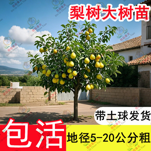 特大秋月梨树果苗果树大树砀山梨皇冠翠冠嫁接南北方四季种植庭院 - 图3