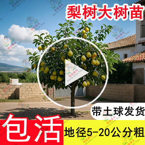 特大秋月梨树果苗果树大树砀山梨皇冠翠冠嫁接南北方四季种植庭院 - 图2