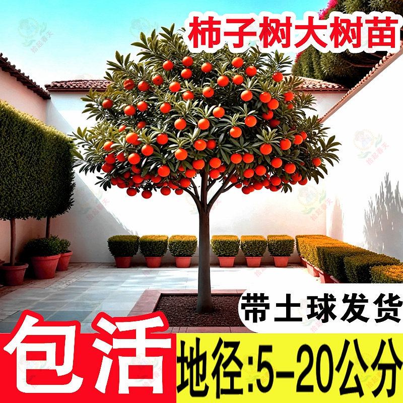 特大脆甜火晶柿子树红皮果树果苗嫁接树南方北方种植盆栽地栽庭院,淘宝优惠券,粉丝福利购,淘宝优惠卷