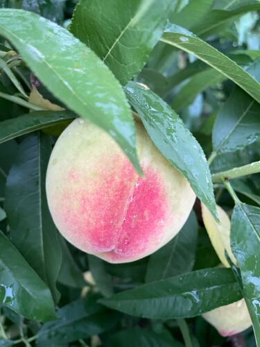 嫁接红不软桃树苗8月成熟脆甜水蜜桃树苗南北方庭院种植当年结果 - 图0