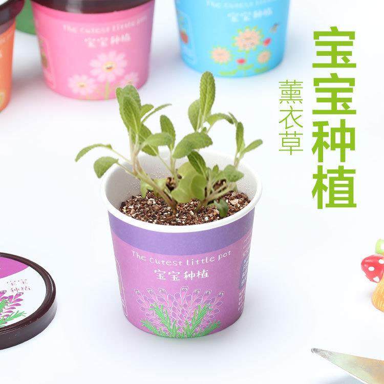 爆款桌面小盆栽DIY创意植物办公摆件防辐射宝宝种植迷你鲜花康乃,淘宝优惠券,粉丝福利购,淘宝优惠卷