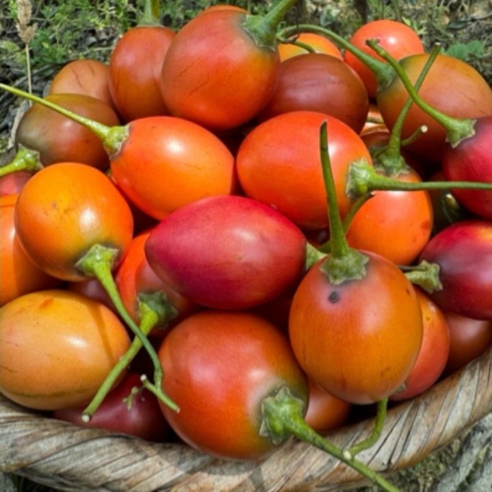 云南特产新鲜树番茄洋酸茄云南特产鸡蛋果,淘宝优惠券,粉丝福利购,淘宝优惠卷