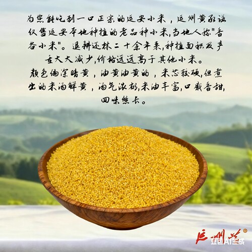 陕北小米黄小米新米陕西特产延安小米杂粮小米粥小黄米粮食油小米 - 图1