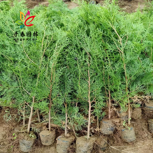 侧柏树苗扁柏小苗四季常青耐寒绿化风景苗塔松桧柏龙柏墓地松杯苗 - 图1
