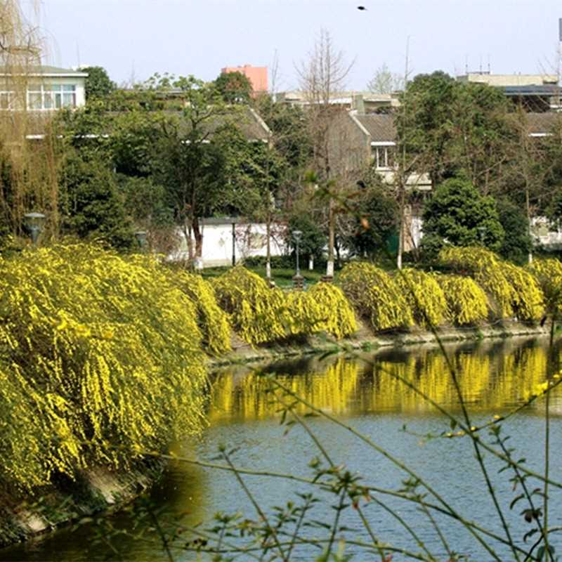 耐寒迎春花树苗盆景探春花庭院盆栽攀援爬藤垂吊类花卉报春花植物 - 图2