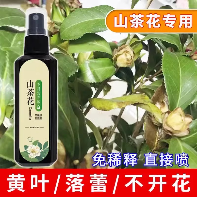 茶花肥料专用肥免稀释营养液山茶花茉莉栀子杜鹃喜酸植物盆栽家用 - 图0