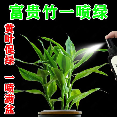 富贵竹专用营养液发财观音竹水培植物铜钱草绿通用盆栽养植营养液 - 图1