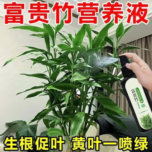 富贵竹专用营养液发财观音竹水培植物铜钱草绿通用盆栽养植营养液 - 图3