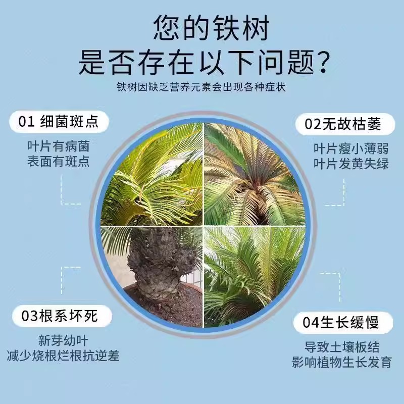 铁树专用肥料营养液一喷猛涨叶子发黄专用促开花发芽免稀释液体肥 - 图1