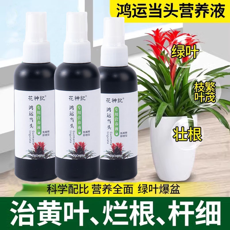 【急救】鸿运当头营养液专用预防黄叶不开花枯萎保花延花期花增艳