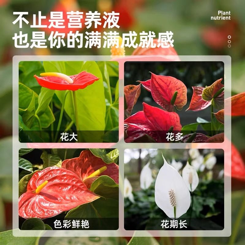 红掌白掌专用营养液一帆风顺叶子发黄焦边干枯不开花盆栽通用