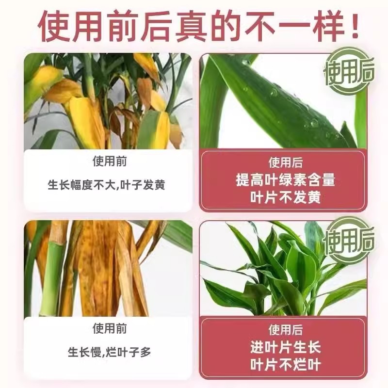 【拯救黄叶】专治叶子发黄烂根一喷绿水培植物液体肥富贵竹营养液