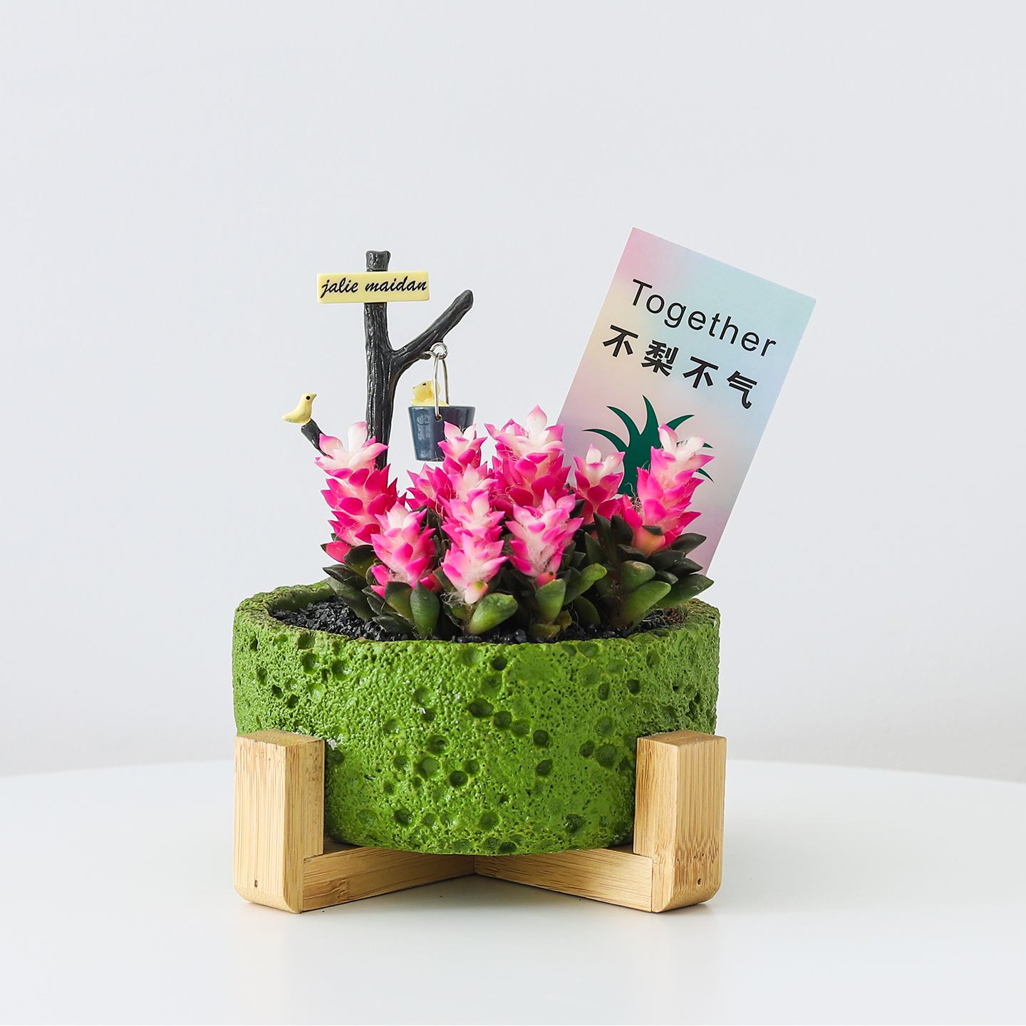 吹雪之松多肉植物粉色肉肉桌面阳台好养新手绿植室内盆栽花卉礼物 - 图0