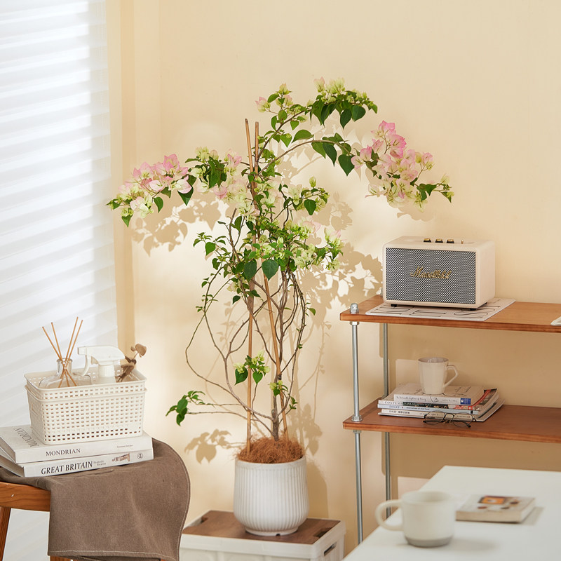 绿樱三角梅盆栽带花室内老桩大型爬藤植物四季长青绿植庭院花卉,淘宝优惠券,粉丝福利购,淘宝优惠卷