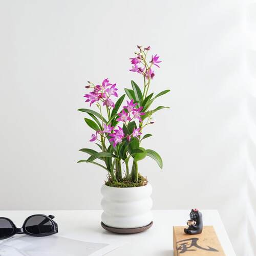香水石斛兰盆栽带花室内浓香水培绿植客厅四季长青办公室桌面花卉 - 图1