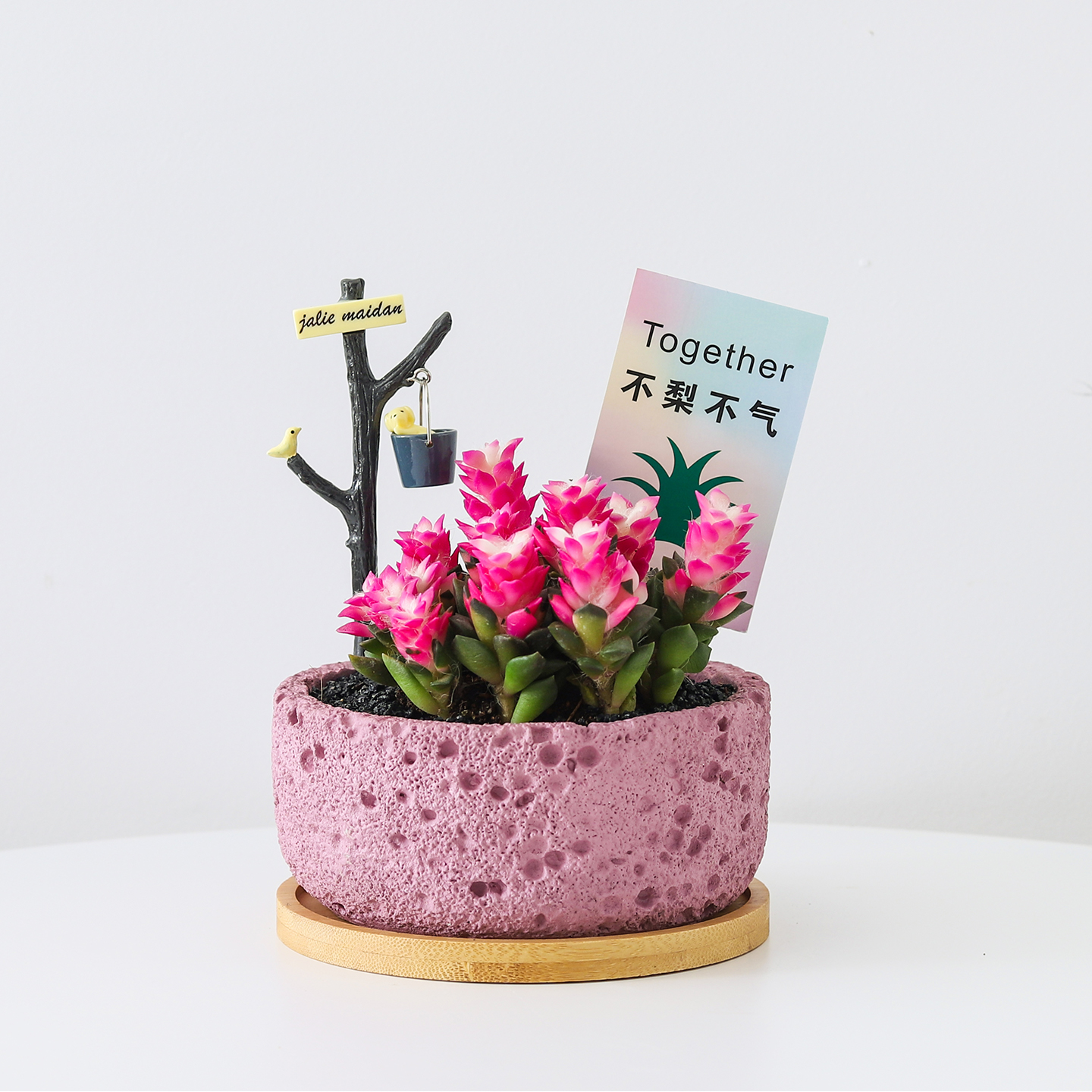 吹雪之松多肉植物粉色肉肉桌面阳台好养新手绿植室内盆栽花卉礼物 - 图1