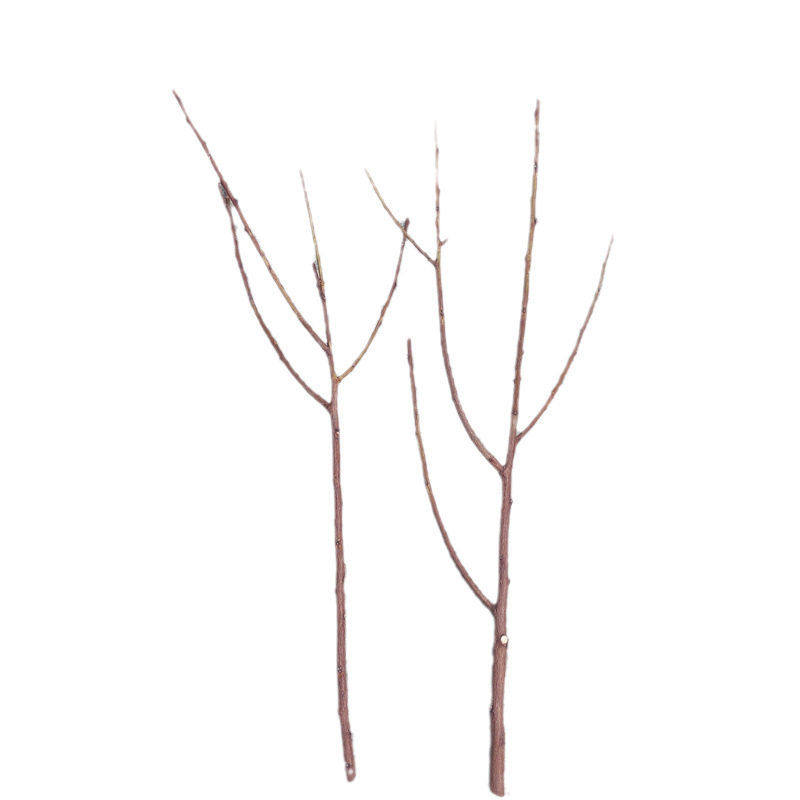 野生桃枝拍摄背景道具儿童创意手工枝条插花田园风干树枝桃花枝,淘宝优惠券,粉丝福利购,淘宝优惠卷