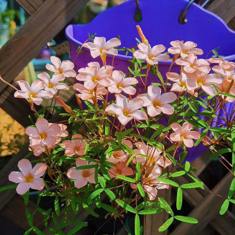 种球酢浆草/日月三姐妹/日珥月晕极地极光早秋花纤细系列3球价