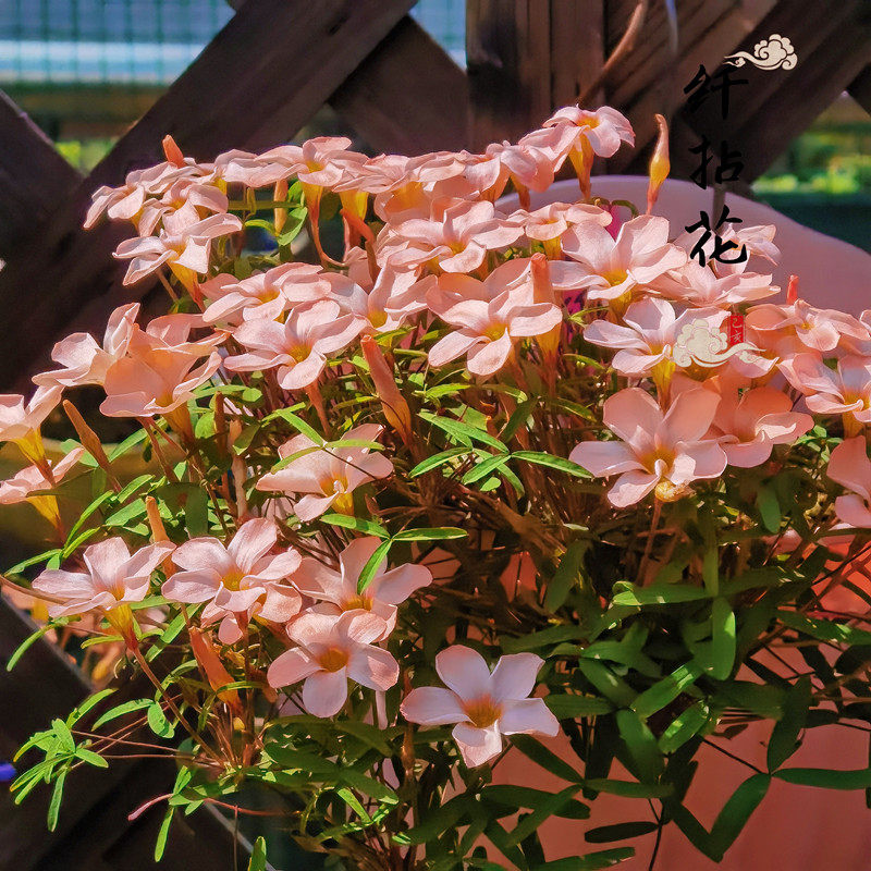 种球酢浆草/日月三姐妹/日珥月晕极地极光早秋花纤细系列3球价