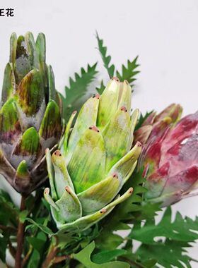 小头帝王花婚庆布景样板房设计插花家居装饰非洲国花客厅酒店摆件