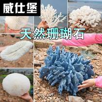 New Natural Coral Flower Reef Stone Shell Fish Tank Made View Home Adornment Aquarium Shop Window-like room swing