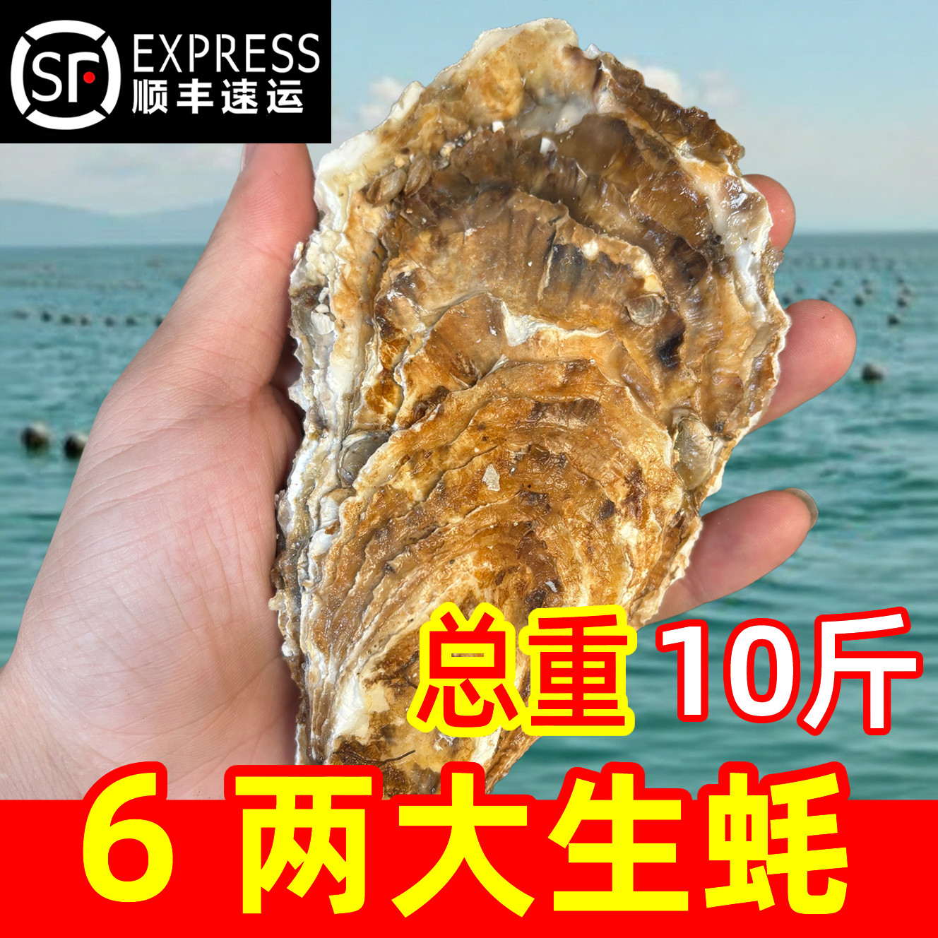 乳山生蚝鲜活特大牡蛎带壳海蛎子新鲜山东海鲜水产整箱10斤顺丰,淘宝优惠券,粉丝福利购,淘宝优惠卷