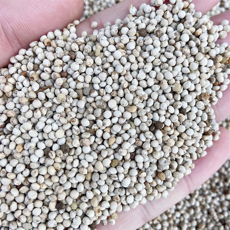 苏子白苏子软苏子鸟食鸟u粮 鹦鹉金丝雀芙蓉鸟黄雀 拍=5斤,淘宝优惠券,粉丝福利购,淘宝优惠卷