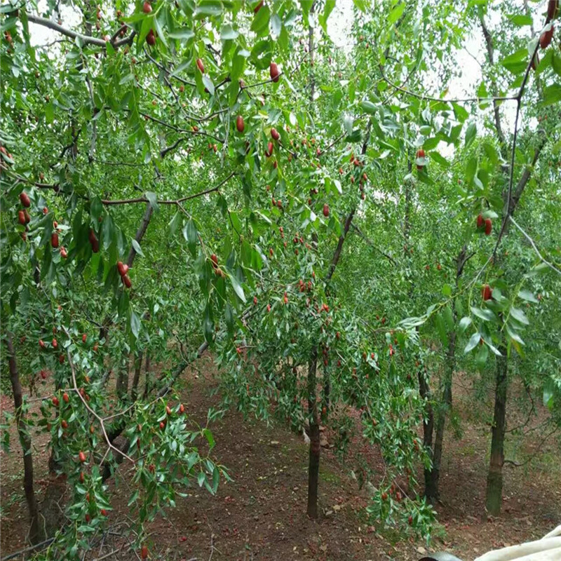 金丝枣树活苗南北方庭院地栽种植嫁接特大枣子盆栽果树苗当年结果-图1