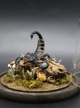 蛛形纲标本雨林蝎生n态微景观彼得异蝎创意摆件收藏办公桌装饰