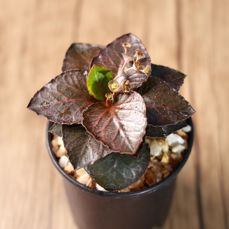 【精品来袭】彩叶麒麟 Euphorbia francoisii 绿植多肉每周五更新 - 图2