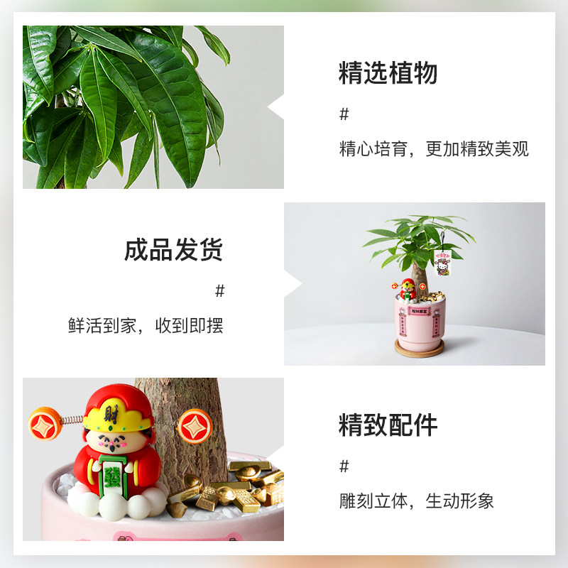 发财树小盆栽室内招财树植物摆件客厅办公室桌面绿植开业乔迁送礼,淘宝优惠券,粉丝福利购,淘宝优惠卷