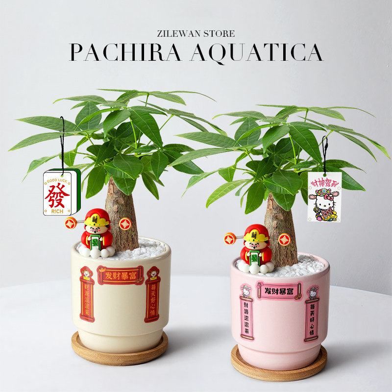 发财树小盆栽室内招财树植物摆件客厅办公室桌面绿植开业乔迁送礼,淘宝优惠券,粉丝福利购,淘宝优惠卷