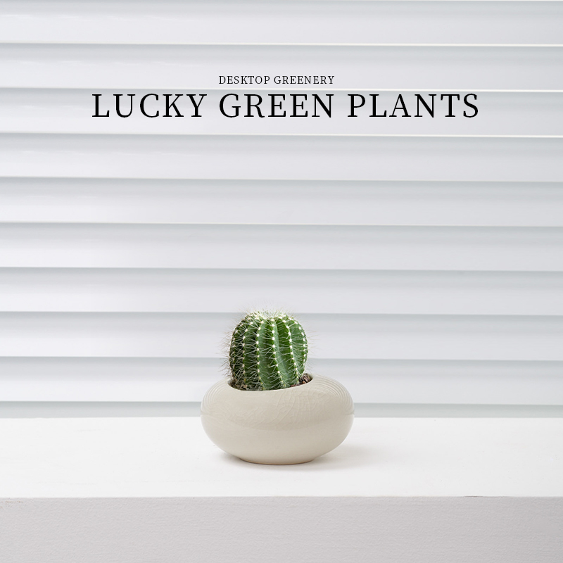 红太阳仙人球迷你小盆栽仙人掌玉露多肉植物办公室内桌面好养绿植 - 图2