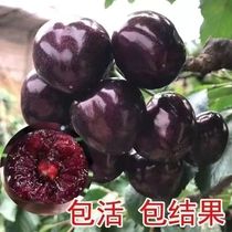 (Live One Things to do) Cherry Chelberry Li Zi with blueberry Li Zi
